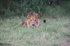 IMG 7978-Kenya, male lion in Kimana Reserve IMG 7978-Kenya, male lion in Kimana Reserve